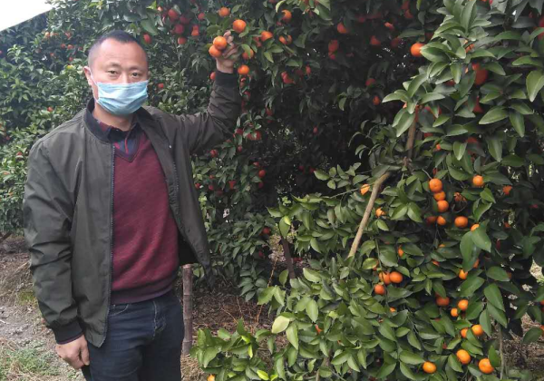 疫情之下愛心助農(nóng) 他在惠農(nóng)網(wǎng)為百噸廣西沙糖桔找到銷路