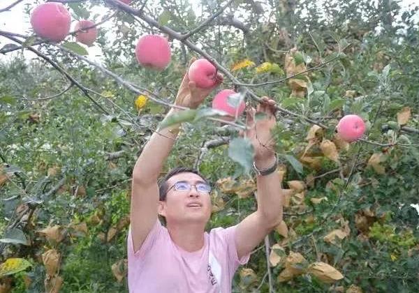 宜川劉雪鋒 ：漂泊十年返鄉(xiāng)創(chuàng)業(yè)，憑一己之力3天銷售蘋果5萬元