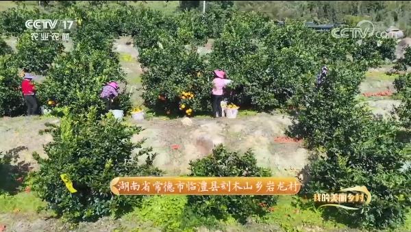 驕傲！惠農(nóng)網(wǎng)助力打造的臨澧美橙登上央視