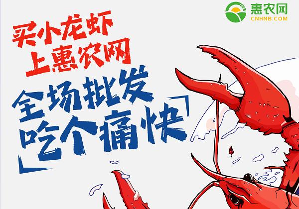 惠農(nóng)網(wǎng)：小龍蝦線(xiàn)上銷(xiāo)售火爆 價(jià)格跳水交易高峰來(lái)臨